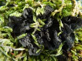 Collema nigrescens-8.jpg